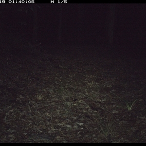 Peramelidae (family) (Unidentified Bandicoot) at Comboyne, NSW - 19 Oct 2024 by JoelStibbardBCT
