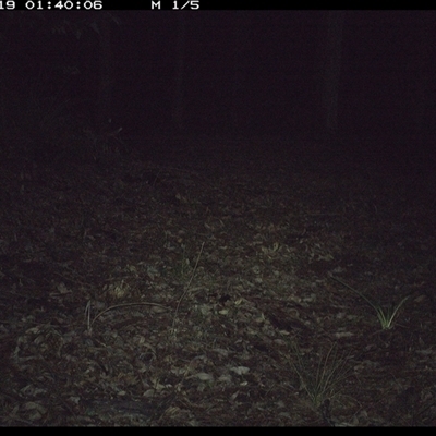 Peramelidae (family) (Unidentified Bandicoot) at Comboyne, NSW - 19 Oct 2024 by JoelStibbardBCT