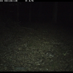 Isoodon macrourus (Northern Brown Bandicoot) at Comboyne, NSW - 24 Oct 2024 by JoelStibbardBCT