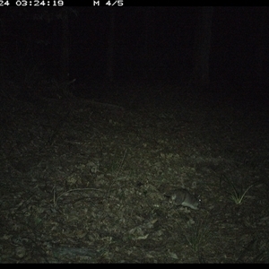 Isoodon macrourus (Northern Brown Bandicoot) at Comboyne, NSW - 24 Oct 2024 by JoelStibbardBCT