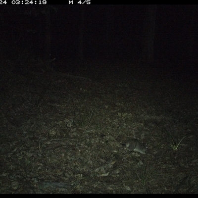 Isoodon macrourus (Northern Brown Bandicoot) at Comboyne, NSW - 24 Oct 2024 by JoelStibbardBCT