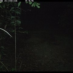 Unverified Mammal at Comboyne, NSW - 28 Nov 2024 by JoelStibbardBCT