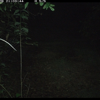 Unverified Mammal at Comboyne, NSW - 28 Nov 2024 by JoelStibbardBCT