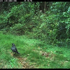 Corvus orru (Torresian Crow) at Comboyne, NSW - 13 Nov 2024 by JoelStibbardBCT