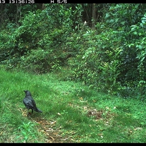 Corvus orru at Comboyne, NSW - 13 Nov 2024 01:36 PM