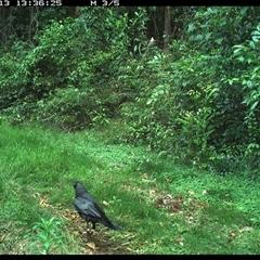 Corvus orru at Comboyne, NSW - 13 Nov 2024 01:36 PM