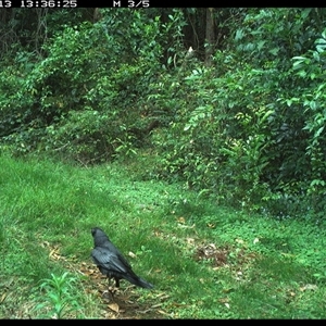 Corvus orru at Comboyne, NSW - 13 Nov 2024 01:36 PM