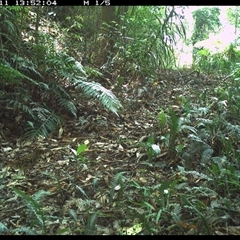 Zoothera heinei (Russet-tailed Thrush) at Comboyne, NSW - 11 Dec 2024 by JoelStibbardBCT