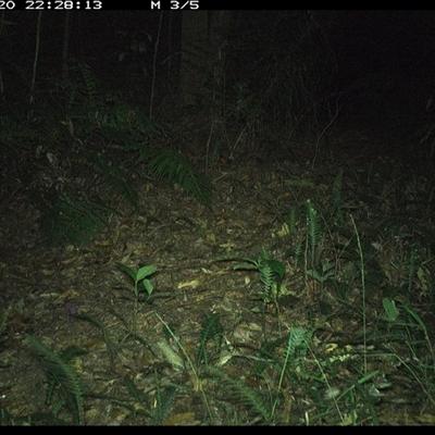 Unverified Mammal at Comboyne, NSW - 20 Dec 2024 by JoelStibbardBCT