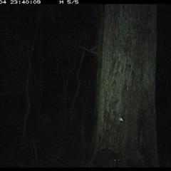 Unverified Mammal at Pipeclay, NSW - 4 Jan 2025 by MVM