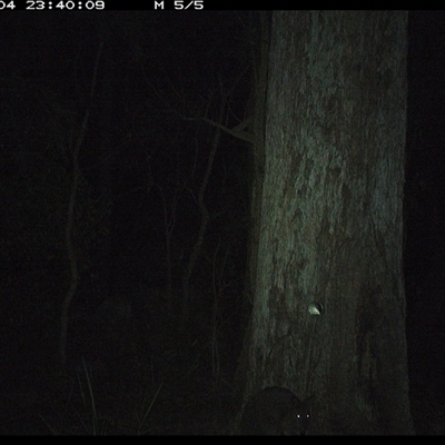 Unverified Mammal at Pipeclay, NSW - 4 Jan 2025 by MVM