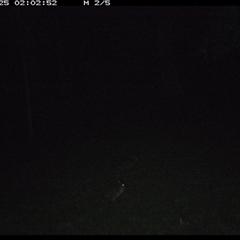 Macropodidae (family) (Unknown kangaroo or wallaby) at Pipeclay, NSW - 25 Jan 2025 by MVM