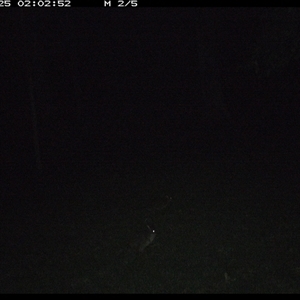 Macropodidae (family) (Unknown kangaroo or wallaby) at Pipeclay, NSW - 25 Jan 2025 by MVM