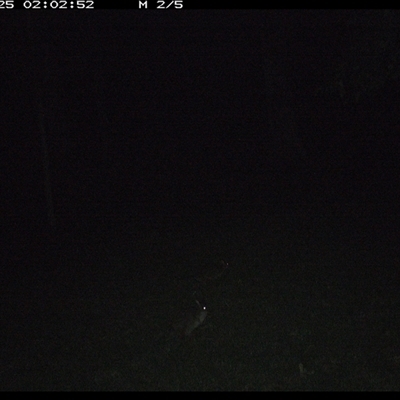 Macropodidae (family) (Unknown kangaroo or wallaby) at Pipeclay, NSW - 25 Jan 2025 by MVM