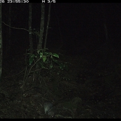 Peramelidae (family) (Unidentified Bandicoot) at Pipeclay, NSW - 26 Nov 2024 by MVM