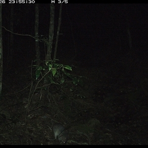 Peramelidae (family) (Unidentified Bandicoot) at Pipeclay, NSW - 26 Nov 2024 by MVM
