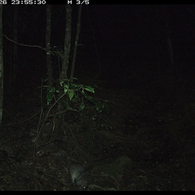 Peramelidae (family) (Unidentified Bandicoot) at Pipeclay, NSW - 26 Nov 2024 by MVM