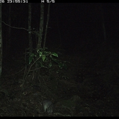 Peramelidae (family) at Pipeclay, NSW - 26 Nov 2024 11:55 PM