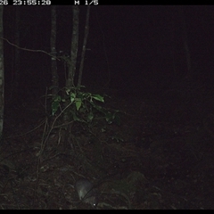 Peramelidae (family) at Pipeclay, NSW - 26 Nov 2024 11:55 PM