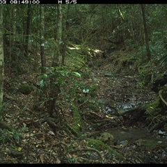 Corvus orru (Torresian Crow) at Pipeclay, NSW - 3 Dec 2024 by MVM