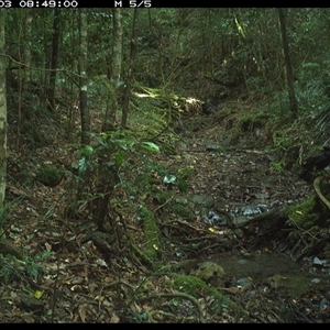 Corvus orru (Torresian Crow) at Pipeclay, NSW - 3 Dec 2024 by MVM