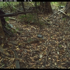 Zoothera lunulata (Bassian Thrush) at Mortons Creek, NSW - 9 Oct 2024 by Eggert