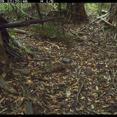 Zoothera lunulata (Bassian Thrush) at Mortons Creek, NSW - 9 Oct 2024 by Eggert