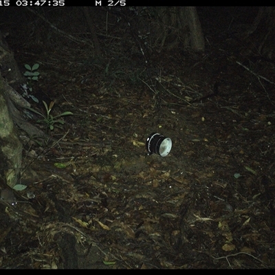Antechinus sp. (genus) (Unidentified Antechinus) at Mortons Creek, NSW - 15 Oct 2024 by Eggert