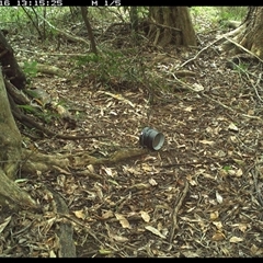 Unverified Bird at Mortons Creek, NSW - 16 Oct 2024 by Eggert