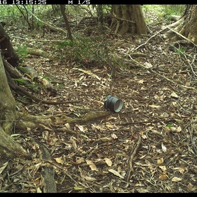 Unverified Bird at Mortons Creek, NSW - 16 Oct 2024 by Eggert