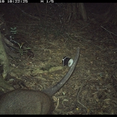 Macropodidae (family) (Unknown kangaroo or wallaby) at Mortons Creek, NSW - 18 Oct 2024 by Eggert