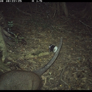 Macropodidae (family) (Unknown kangaroo or wallaby) at Mortons Creek, NSW - 18 Oct 2024 by Eggert