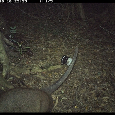 Macropodidae (family) (Unknown kangaroo or wallaby) at Mortons Creek, NSW - 18 Oct 2024 by Eggert