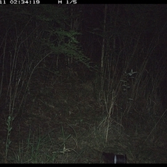 Unverified Mammal at Mortons Creek, NSW - 11 Oct 2024 by Eggert