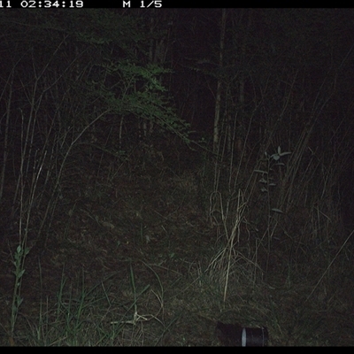 Unverified Mammal at Mortons Creek, NSW - 11 Oct 2024 by Eggert