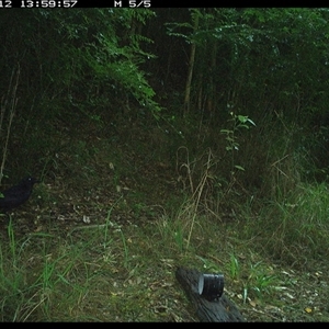 Corvus orru (Torresian Crow) at Mortons Creek, NSW - 12 Oct 2024 by Eggert