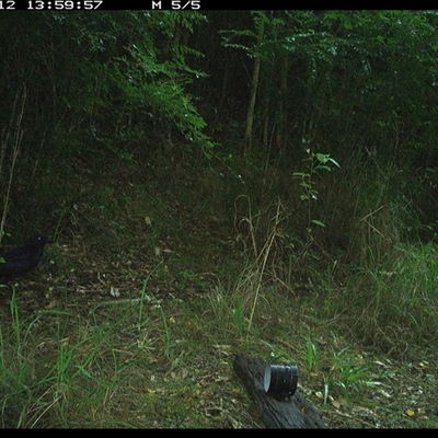Corvus orru (Torresian Crow) at Mortons Creek, NSW - 12 Oct 2024 by Eggert