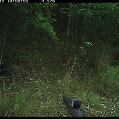 Corvus orru at Mortons Creek, NSW - 12 Oct 2024 01:59 PM