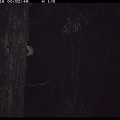 Unverified Mammal at Lower Pappinbarra, NSW - 16 Oct 2024 by DennisHill
