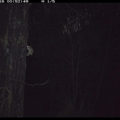 Unverified Mammal at Lower Pappinbarra, NSW - 16 Oct 2024 by DennisHill