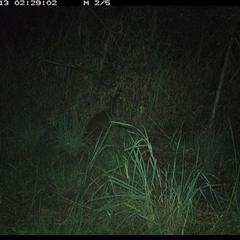 Wallabia bicolor (Swamp Wallaby) at Lower Pappinbarra, NSW - 13 Nov 2024 by DennisHill