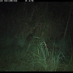 Wallabia bicolor (Swamp Wallaby) at Lower Pappinbarra, NSW - 13 Nov 2024 by DennisHill