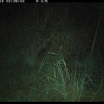 Wallabia bicolor (Swamp Wallaby) at Lower Pappinbarra, NSW - 13 Nov 2024 by DennisHill