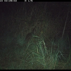 Wallabia bicolor at Lower Pappinbarra, NSW - 13 Nov 2024 02:29 AM
