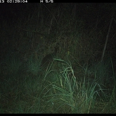 Wallabia bicolor at Lower Pappinbarra, NSW - 13 Nov 2024 02:29 AM