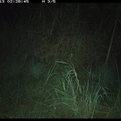 Wallabia bicolor at Lower Pappinbarra, NSW - 13 Nov 2024 02:29 AM