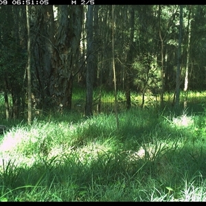 Corvus orru (Torresian Crow) at Cooperabung, NSW - 9 Nov 2024 by SimonLumsden