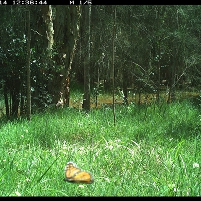 Danaus plexippus (Monarch) at Cooperabung, NSW - 14 Nov 2024 by SimonLumsden