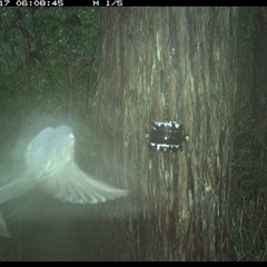 Myiagra rubecula at Crescent Head, NSW - 17 Feb 2025 06:08 AM