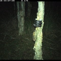 Unverified Mammal at Crescent Head, NSW - 18 Feb 2025 by JoelStibbardBCT